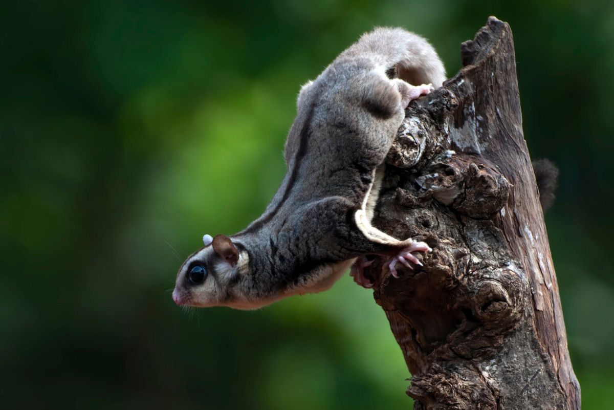 Petauros-do-acúcar: lindinhos, fofinhos e devoradores de aves criticamente ameaçadas de extinção