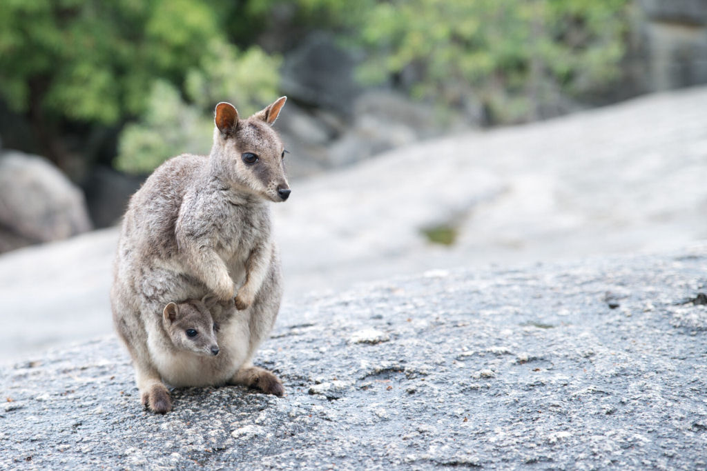 Conhea o adorvel wallaby de Mareeba, encontrado em apenas um lugar no mundo