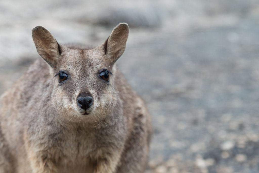 Conhea o adorvel wallaby de Mareeba, encontrado em apenas um lugar no mundo