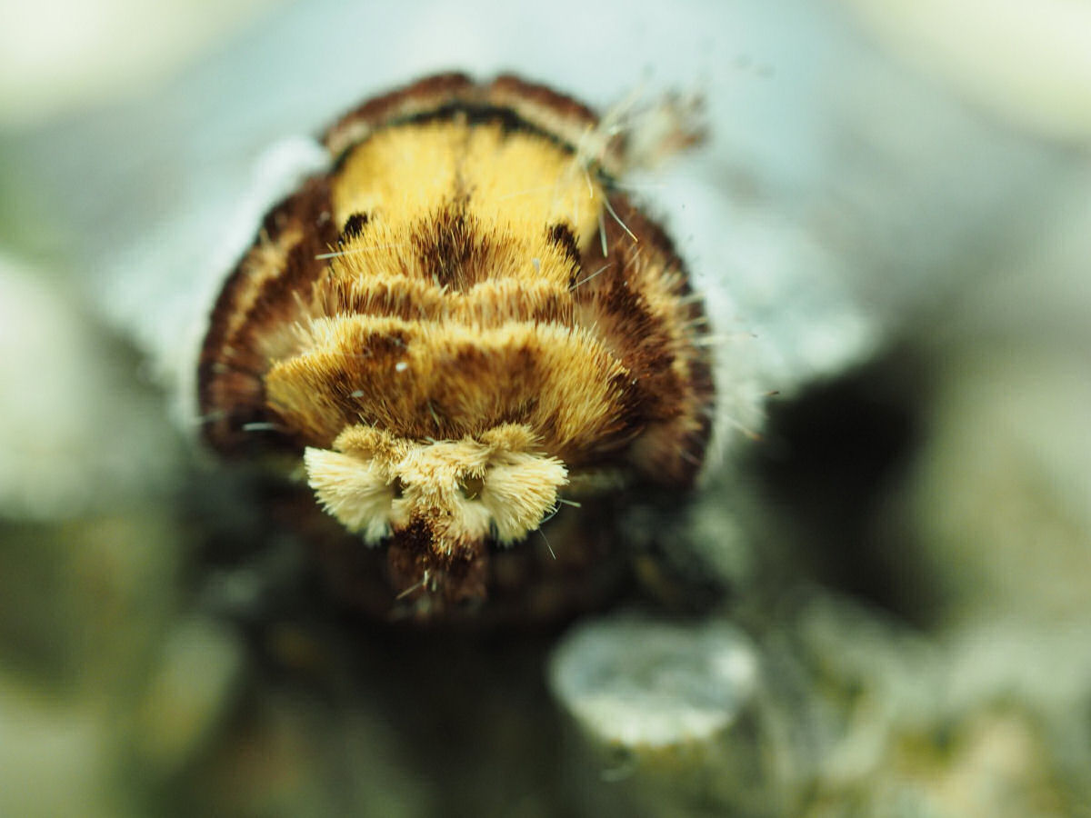 Bucfala: uma mariposa rainha da camuflagem