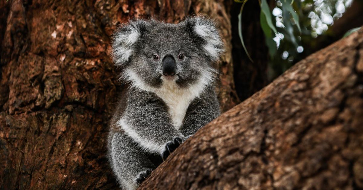 Coalas no so necessariamente os animais mais inteligentes