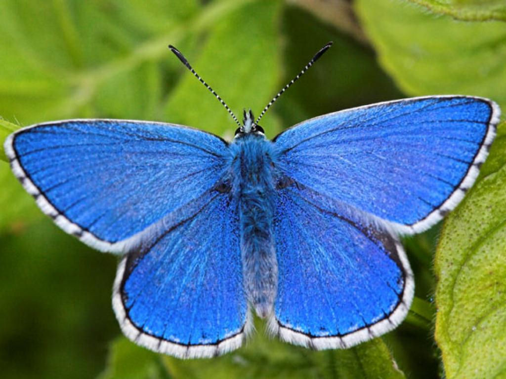 A lagarta da grande-borboleta-azul vai 'dormir' com as inimigas fingindo ser uma