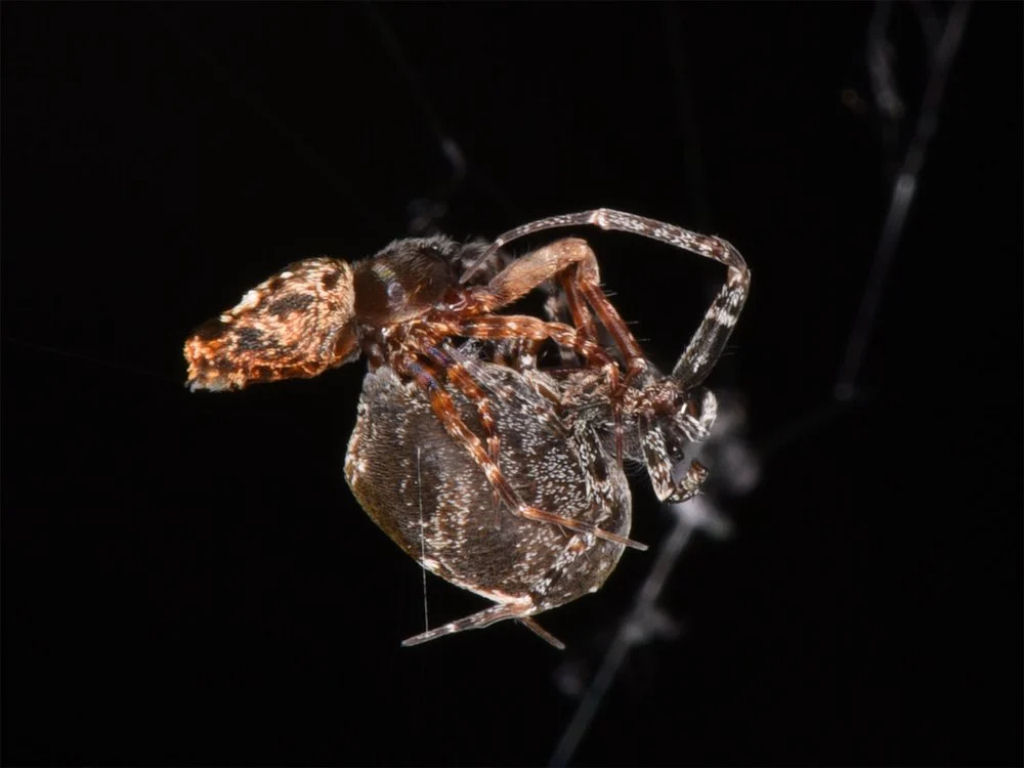 Esta aranha macho se catapulta no ar para evitar o canibalismo sexual