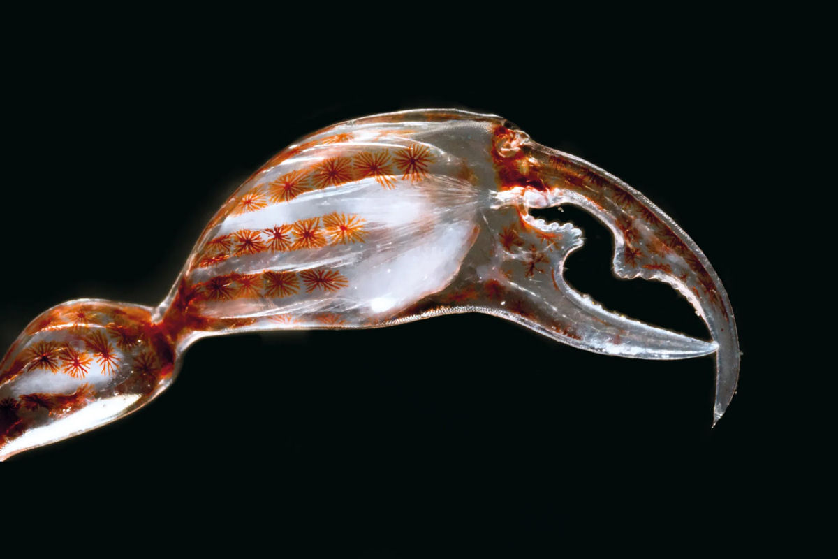 Monstro-do-barril, o milimtrico crustceo que inspirou 'Alien'