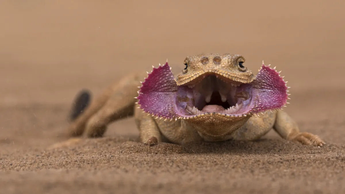 Esses lagartos parecidos com Demogorgon abrem suas bochechas para intimidar, no impressionar