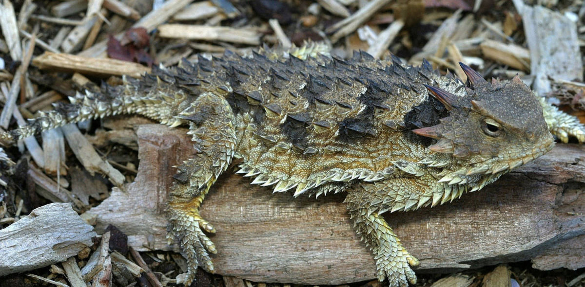 A inverossmil histria do lagarto que foi sepultado por 31 anos