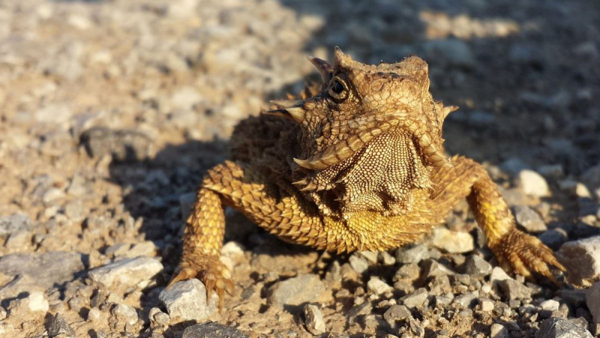 A inverossmil histria do lagarto que foi sepultado por 31 anos