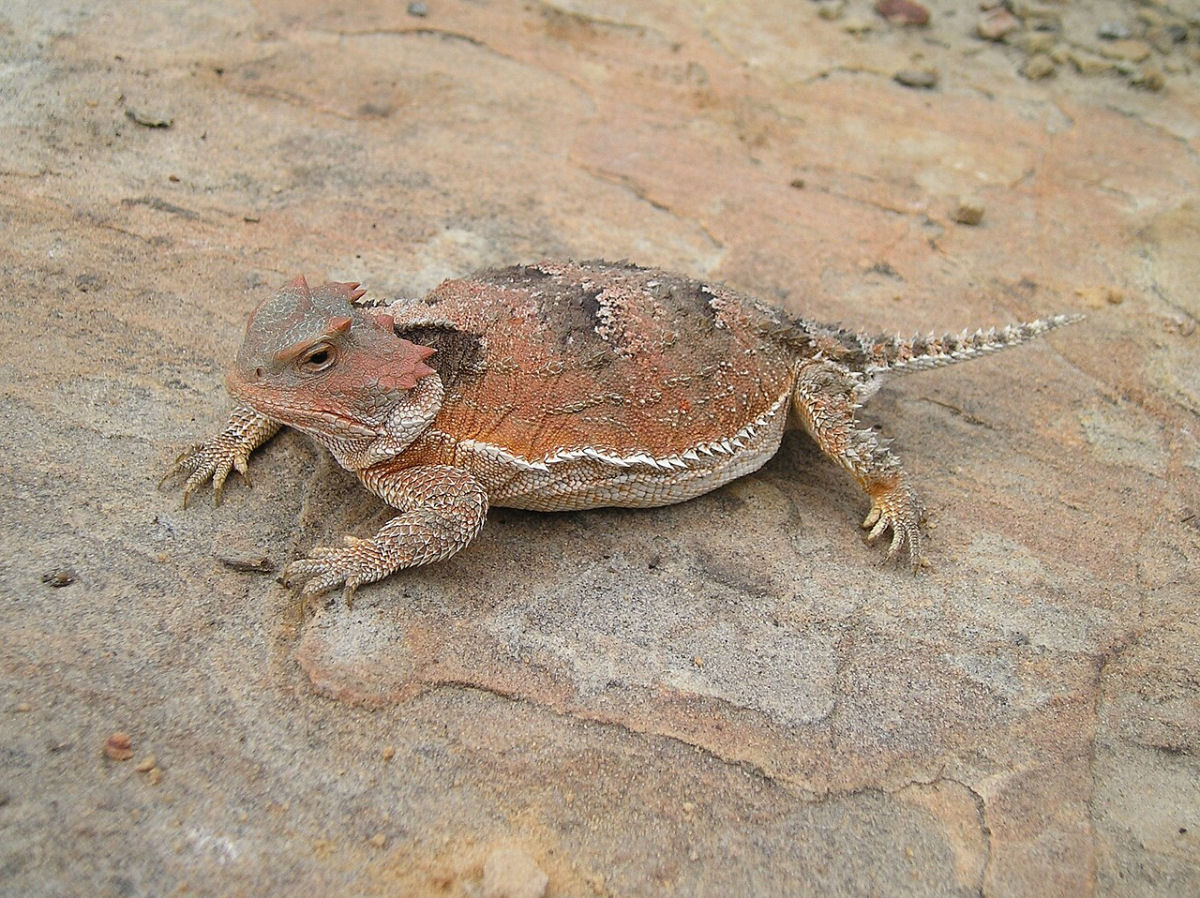 Lagarto-de-chifre-curto: o rptil que esguicha sangue txico dos olhos