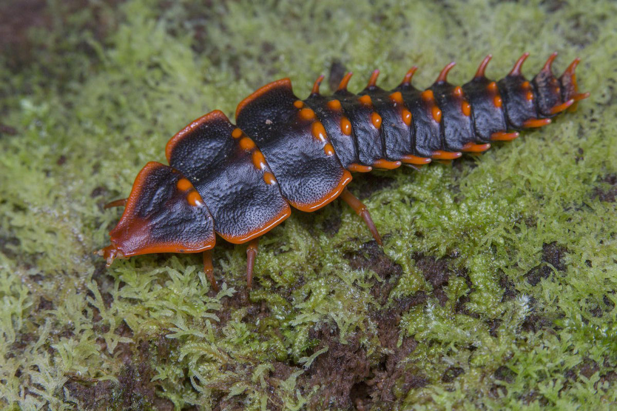 Conhea o incrvel besouro-trilobita do sudeste da sia