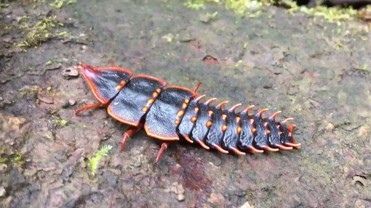 Conhea o incrvel besouro-trilobita do sudeste da sia