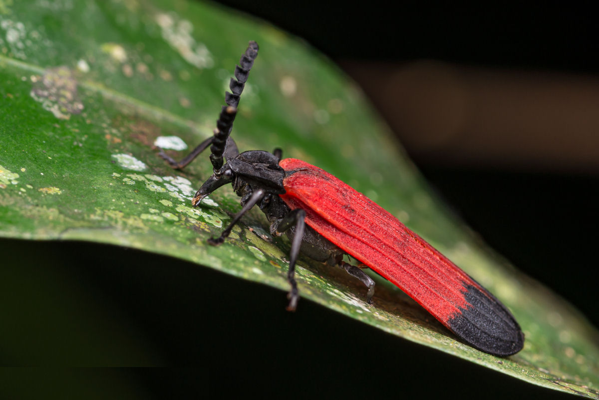 Conhea o incrvel besouro-trilobita do sudeste da sia