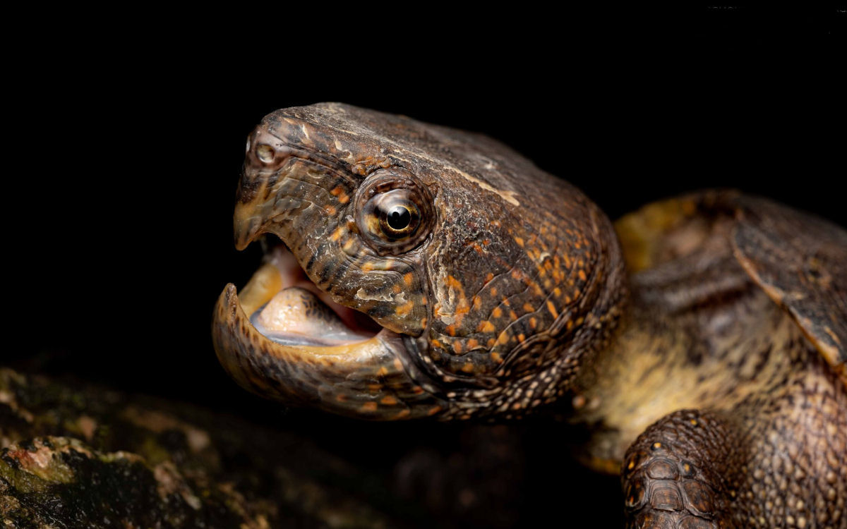 A tartaruga-cabeuda no pode esconder a cabea em sua carapaa