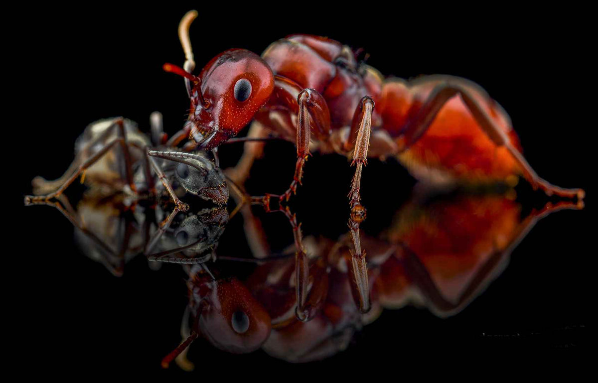 O horror da formiga que escraviza formigueiros inteiros