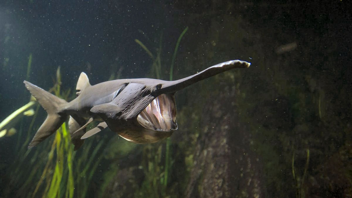 O enorme focinho do peixe-espátula funciona como uma antena eletrossensorial para detectar seu alimento