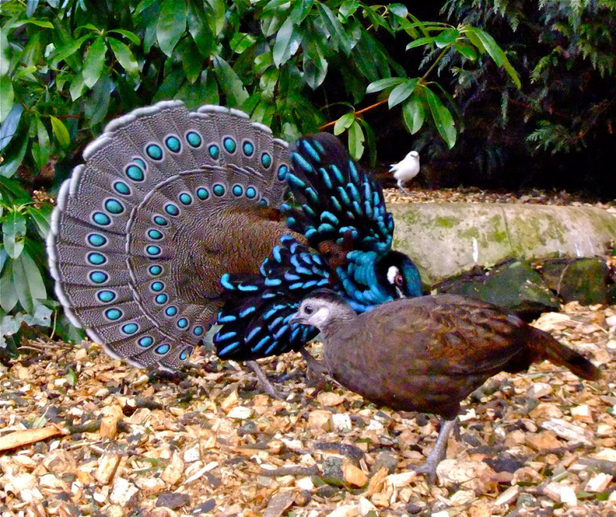A plumagem iridescente do pavo-faiso  mais do que aparenta?
