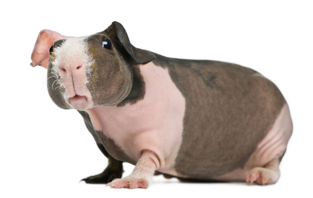 Os adoráveis 'porquinhos-peldos' são roedores de laboratório que parecem hipopótamos miniatura