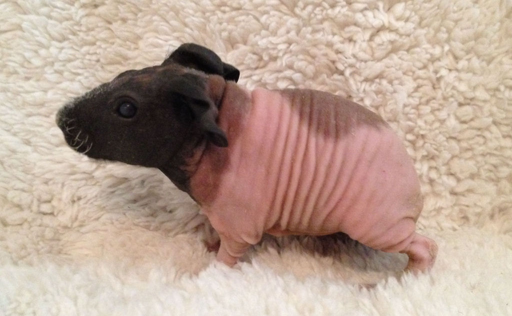 Os adoráveis 'porquinhos-peldos' são roedores de laboratório que parecem hipopótamos miniatura