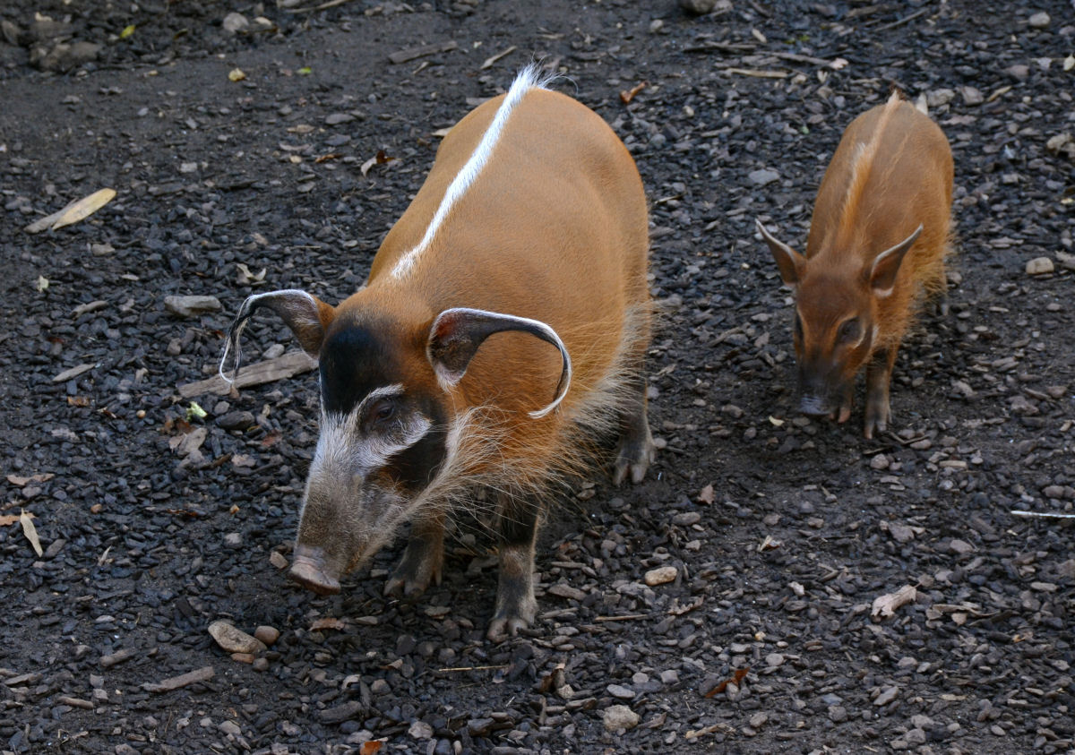 Os animais mais estranhos do mundo: conhea o porco-vermelho-do-rio, o mais elegante da natureza