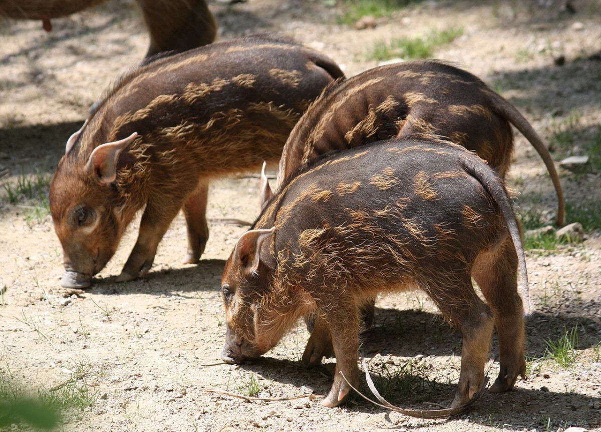 Os animais mais estranhos do mundo: conhea o porco-vermelho-do-rio, o mais elegante da natureza