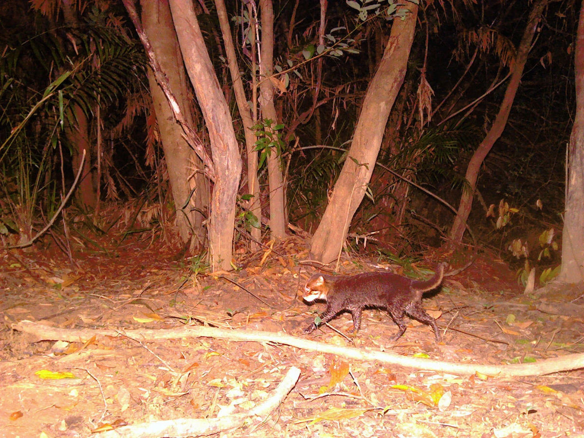 Gato-de-cabe�a-chata, considerado extinto, foi flagrado por c�mera de trilha