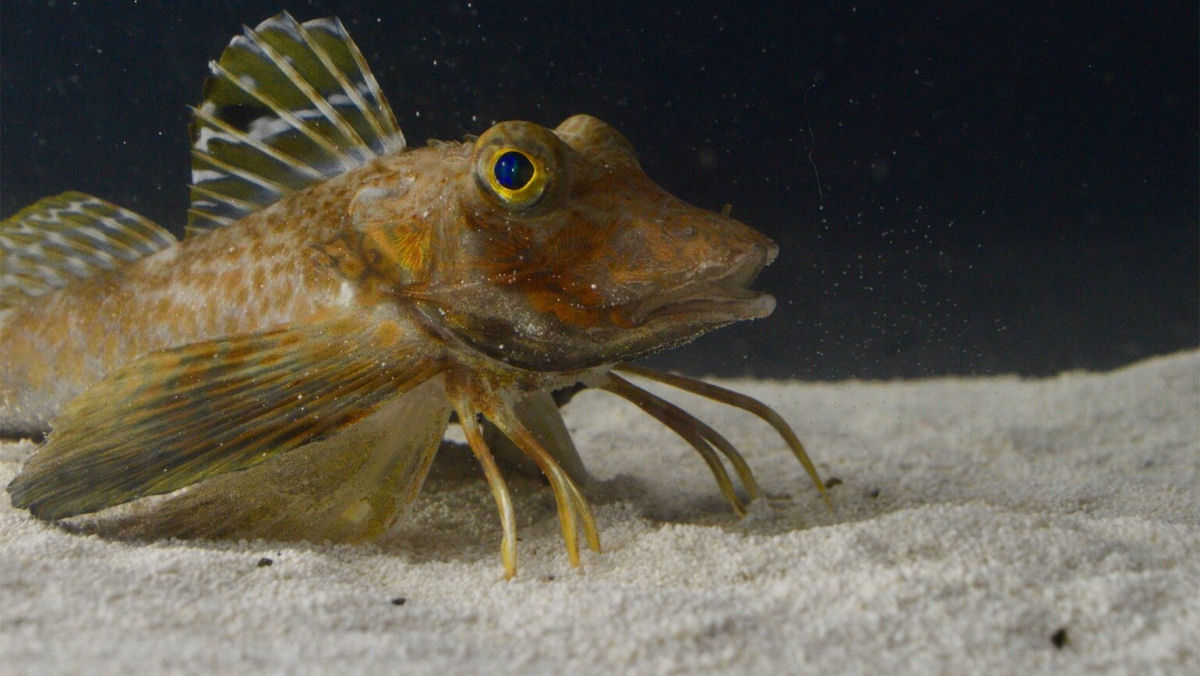 Esses peixes tm 'pernas' e podem us-las para saborear suas presas