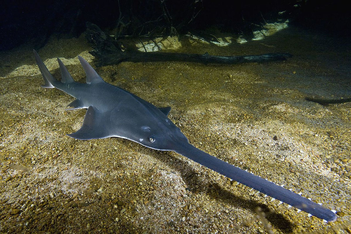 Pescador captura um peixe-serra de 5 metros