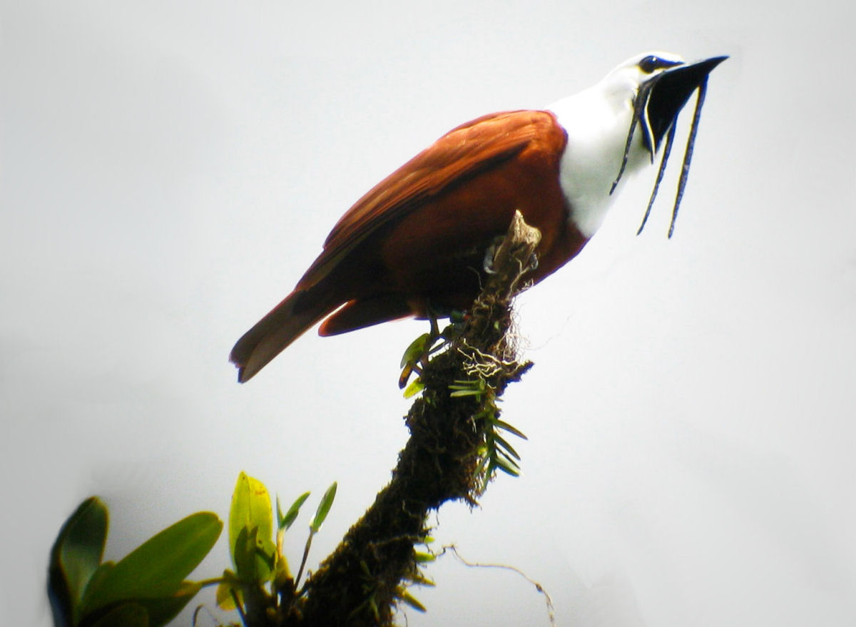 A araponga-da-Nicaragua  mais ouvida do que vista