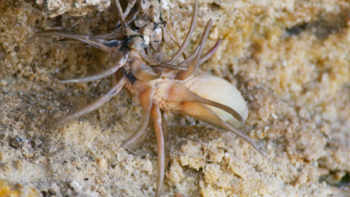 Duas fobias pelo preo de uma: esta cobra-chifruda tem uma aranha como cauda