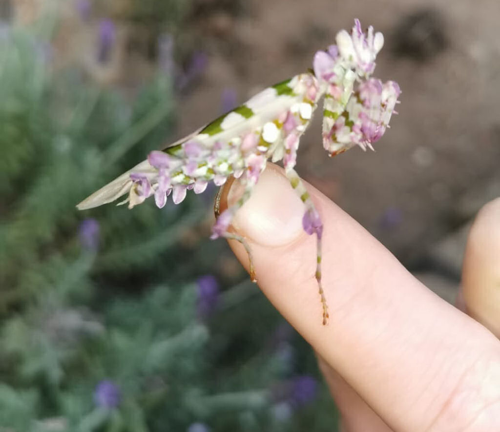 Sul-africana encontra em seu jardim um inseto to belo como uma jia ou uma flor