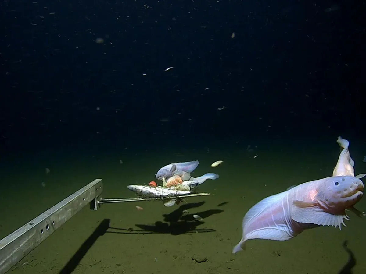 Pesquisadores registram um peixe nadando a mais de 8.300 metros abaixo da superfcie