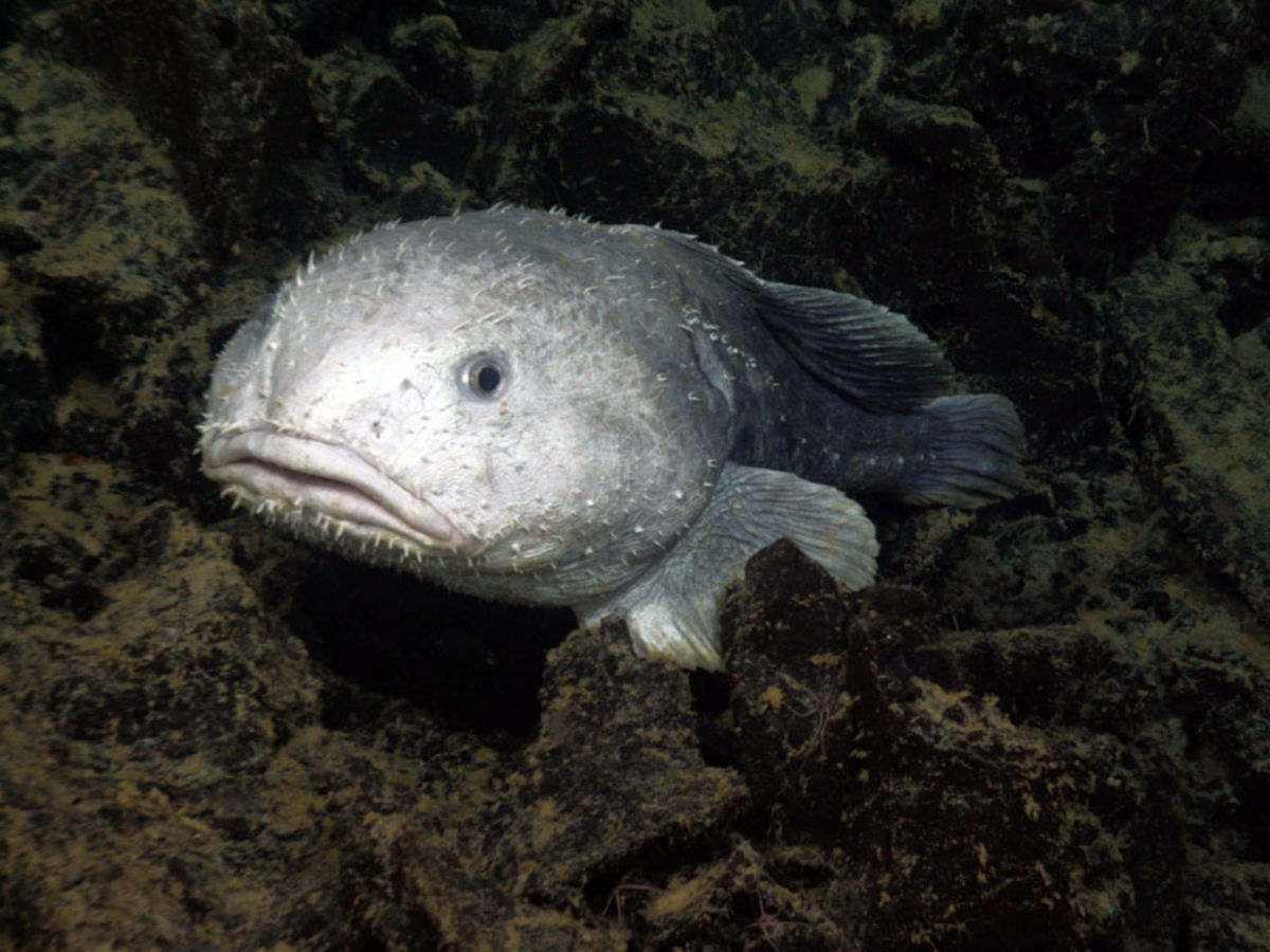 Como é um peixe-bolha em seu ambiente natural?