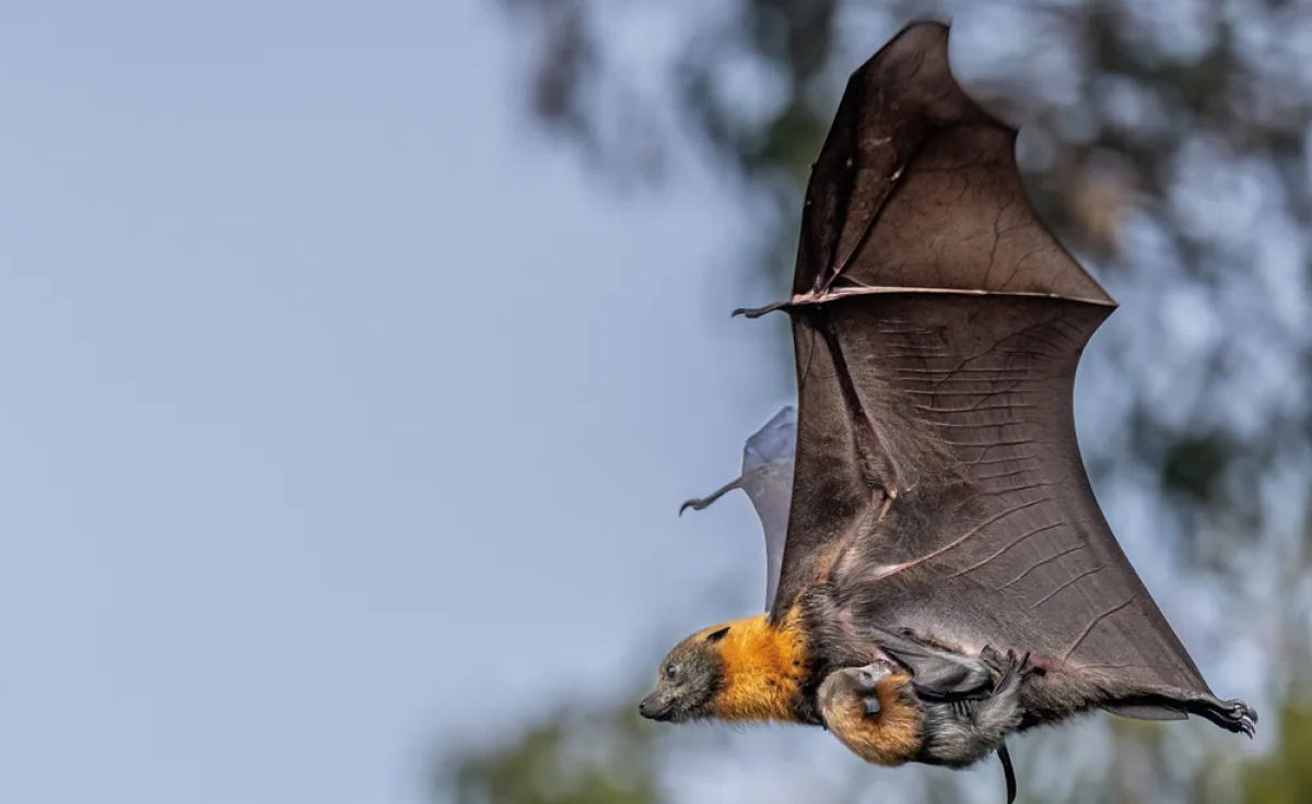 Australianos esto cada vez mais apreciando esses morcegos barulhentos e fedorentos