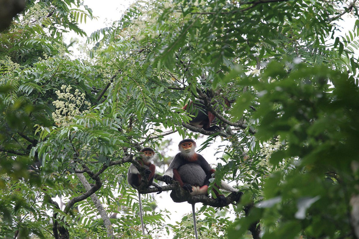 Macaco majestoso colorido se tornou um vizinho querido por milhões de vietnamitas