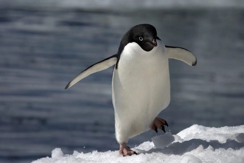 Os pinguins-de-adlia so extremamente curiosos com humanos