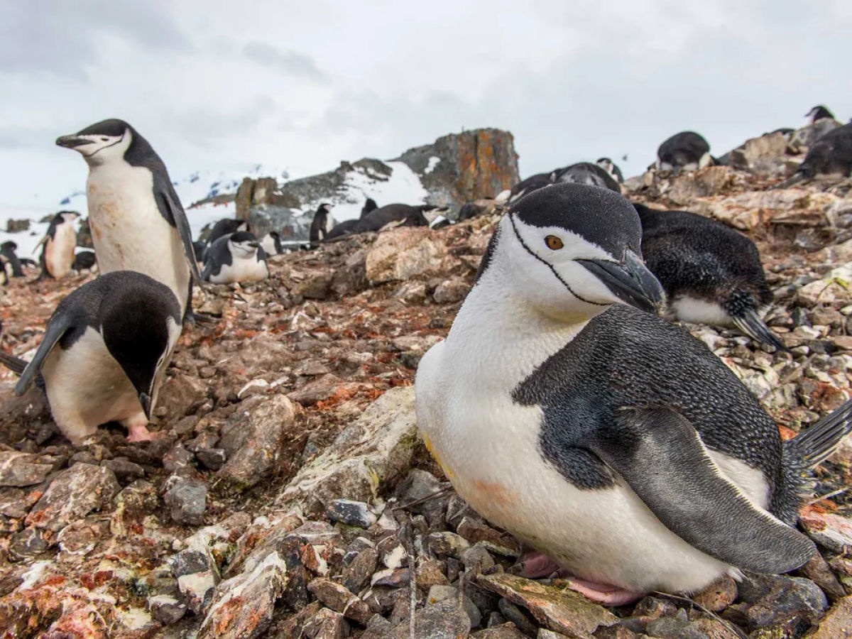 Os pinguins-barbicha dormem mais de 10.000 vezes por dia, por apenas quatro segundos de cada vez