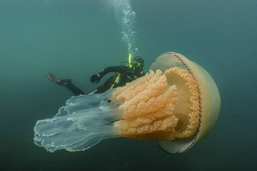 Biólogos gravam uma água-viva-gigante de tamanho humano