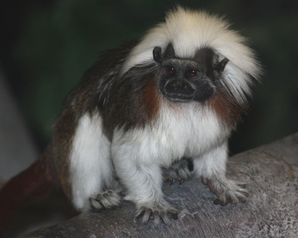 A fêmea dominante do mico-titi exala feromônios para impedir que outras fêmeas acasalem