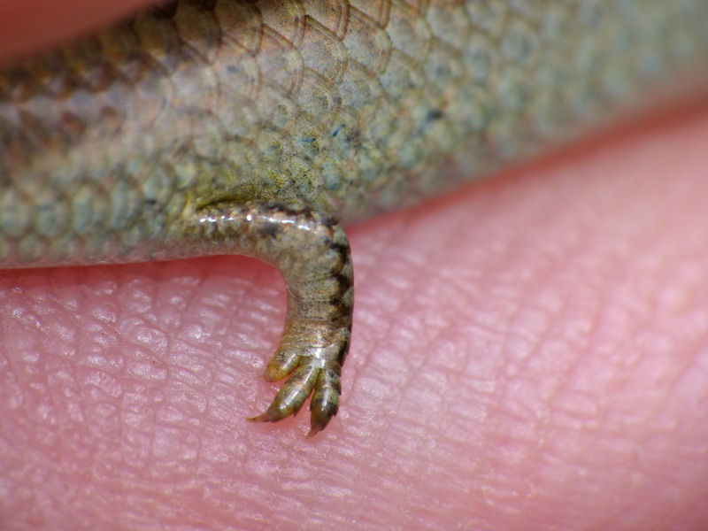 Cientistas acham que este lagarto  a evoluo em ao 10