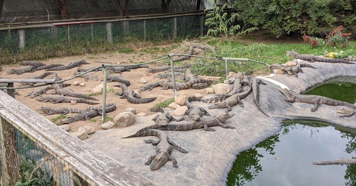 Um santuário para crocodilos que não podem ser reinseridos na natureza