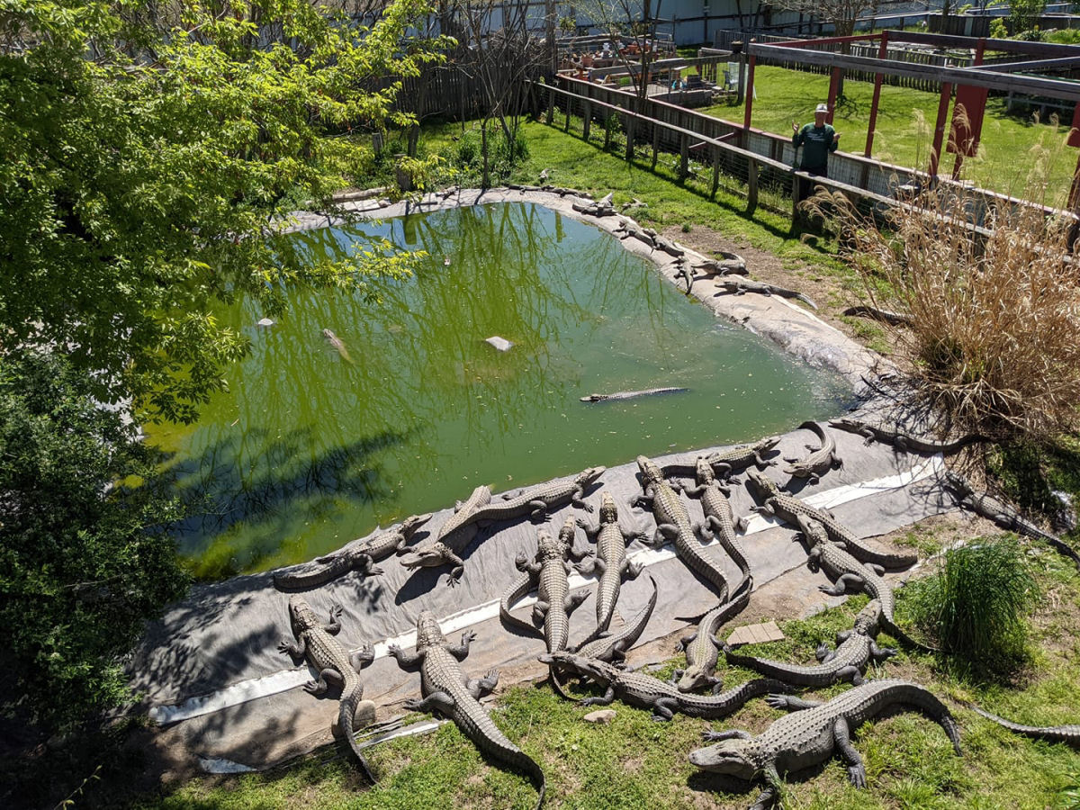 Um santurio para crocodilos que no podem ser reinseridos na natureza