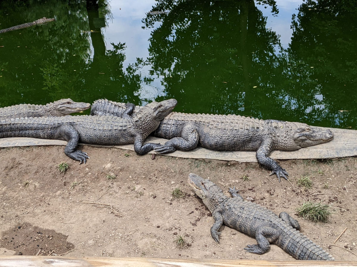 Um santurio para crocodilos que no podem ser reinseridos na natureza