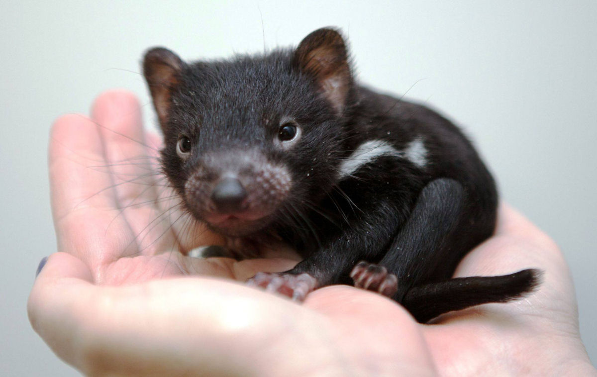 Demônios-da-Tasmânia: a espécie ameaçada que ainda têm uma última esperança