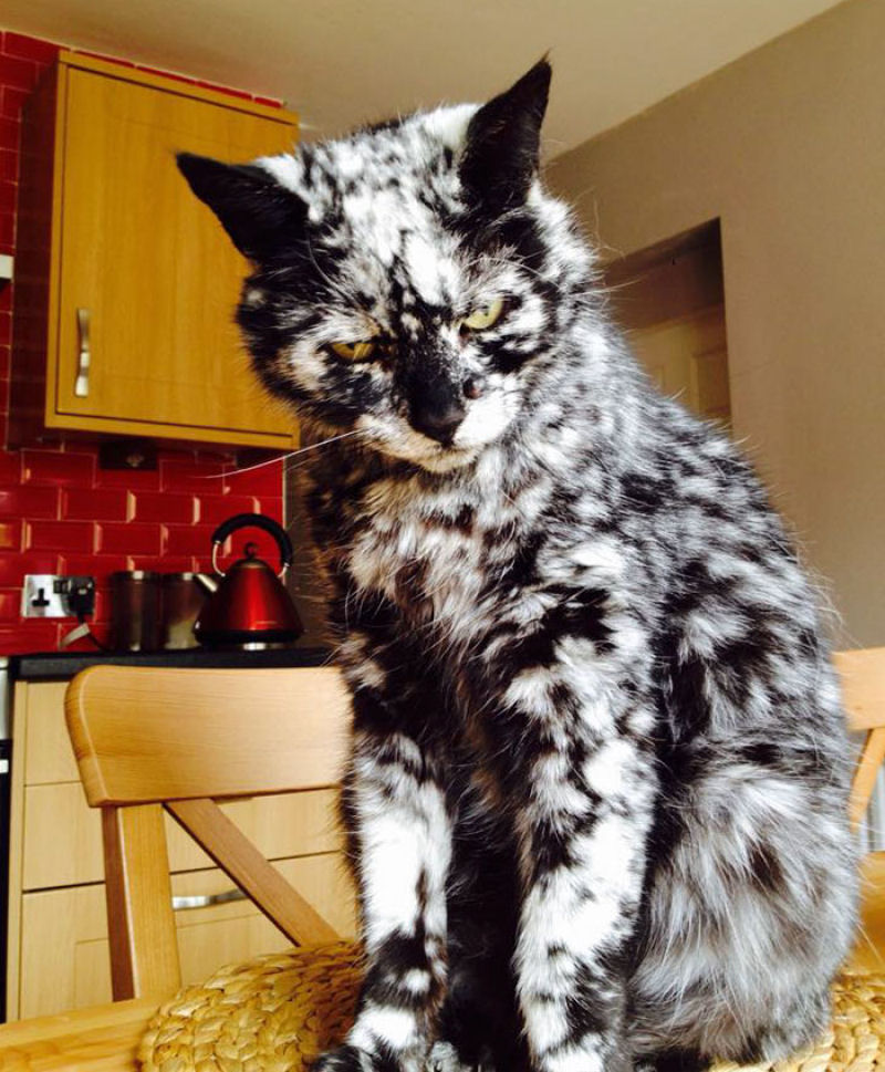 Gato preto se transforma em malhado devido ao vitiligo 01