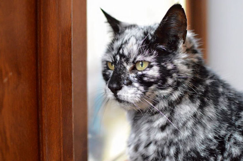 Gato preto se transforma em malhado devido ao vitiligo 02