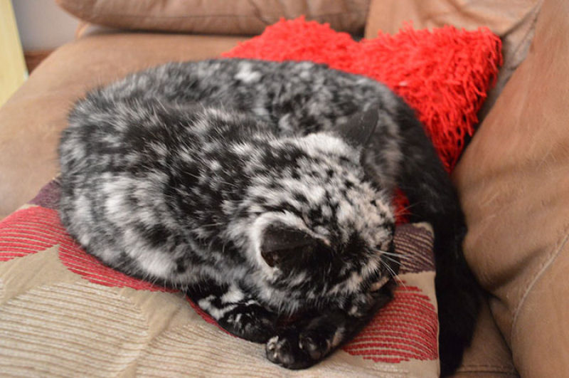 Gato preto se transforma em malhado devido ao vitiligo 05