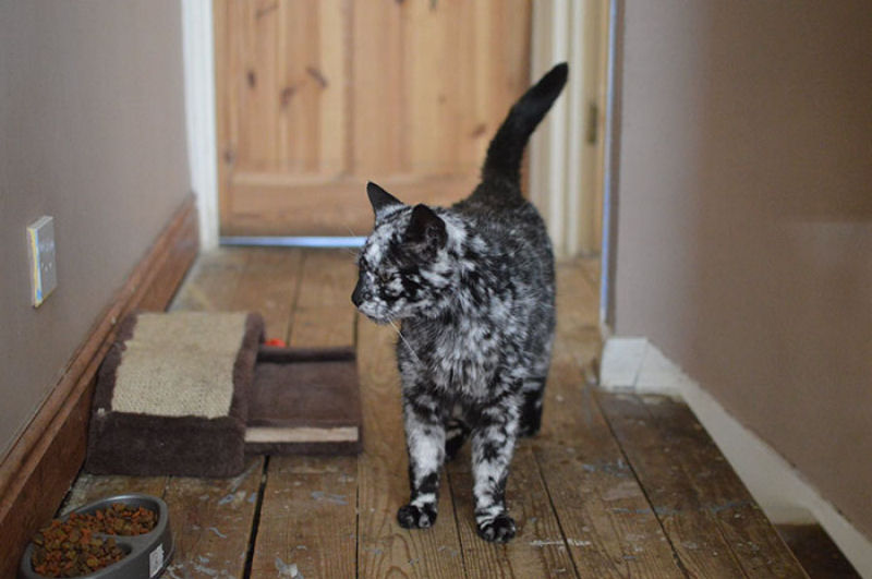 Gato preto se transforma em malhado devido ao vitiligo 07