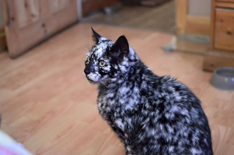 Gato preto se transforma em malhado devido ao vitiligo 08