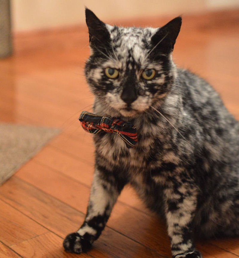 Gato preto se transforma em malhado devido ao vitiligo 09