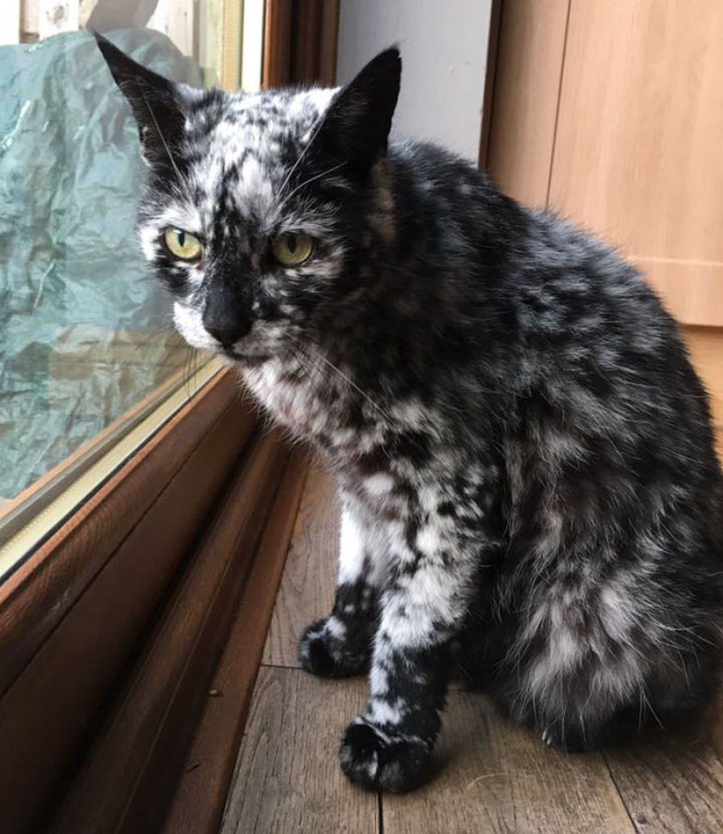 Gato preto se transforma em malhado devido ao vitiligo 13