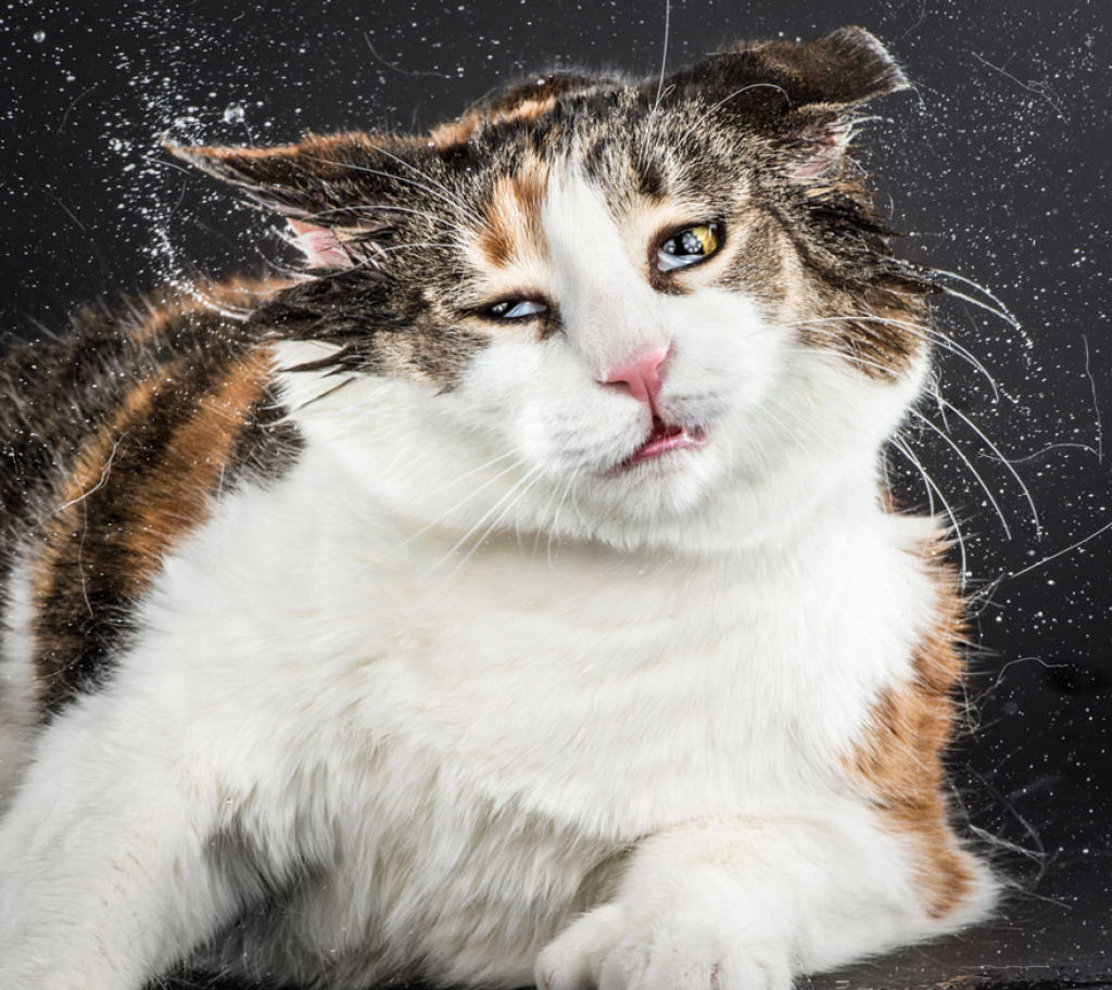 Shake Cats: divertido vdeo de alta velocidade de gatos sacudindo o esqueleto